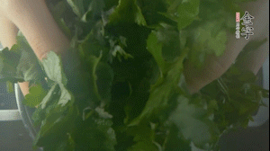 【面皮】1.鍋中水開時(shí)，放挑揀好的艾草和一撮小蘇打，第一遍煮開后倒掉，重新加水大火煮開后，小火煮1小時(shí)。煮爛的艾草用紗布瀝干。